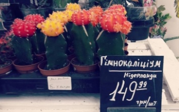 В Сильпо продают растение с "неприличным" названием (фото)
