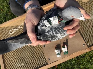 Вместо зарплаты хлебушек: Британцы заставили голубей мониторить изменение климата