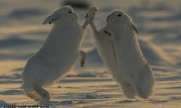 Фотография с арктическими зайцами, которые дают пять, покорила сеть