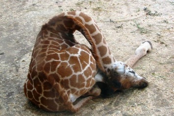 Как спит жираф: стоя или лежа?