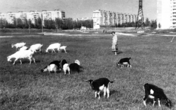 В сети показали кадр 20 летней давности, как посреди города козы паслись