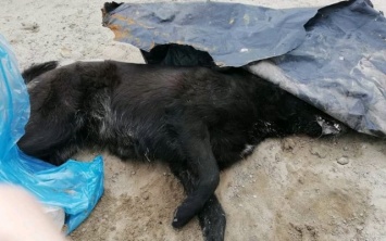 На Днепропетровщине массово травят бездомных собак