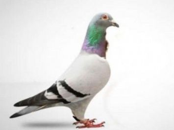Китаец купил самого дорогого в мире голубя за 1,25 млн евро