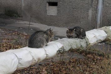 В Павлограде откроется первая гостиница для несчастных кошек