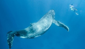 Загрязнение Мирового океана: на Филиппинах нашли тело кита с 40 кг пластика в желудке