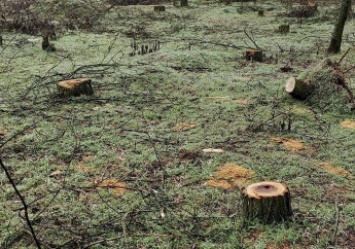 Исполком жалуется в полицию на вырубленные деревья в лесопарке