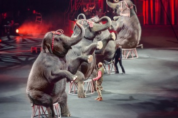 В Киеве запретили работу цирков с животными