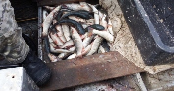 В Запорожской области браконьер наловил рыбы на десятки тысяч