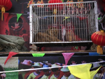 Суд подтвердил законность запрета передвижных цирков-шапито с животными в Киеве
