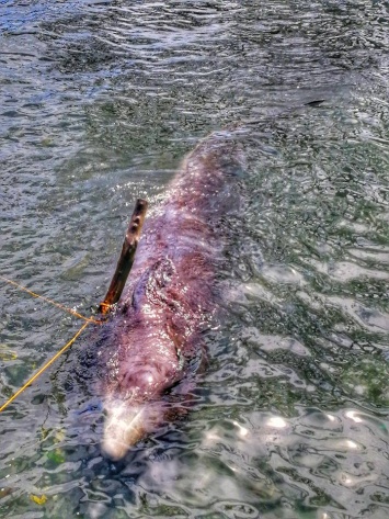 В желудке мертвого кита на филиппинском побережье нашли 40 кило пластика, который его и убил