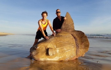 В Австралии рыбаки нашли гигантскую солнечную рыбу
