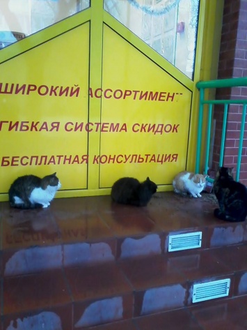 Симферопольские котики встали в очередь в аптеку