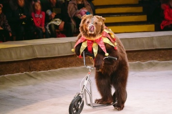В цирке Киева запретили использовать дрессированных животных - решение суда