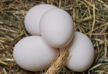 Практический совет: как правильно варить яйца