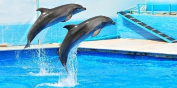 Минкульт хочет запретить насмешки над дельфинами и общение с ними в пьяном виде