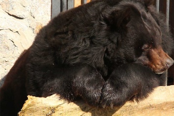 В Харькове проснулись медведи (фото, видео)