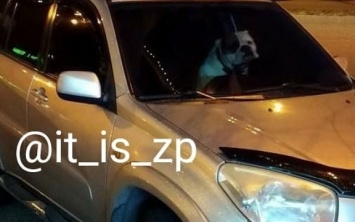 Курьезы: В Запорожье за рулем автомобиля заметили собаку (ФОТО)