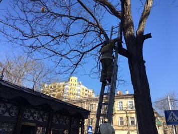 В центре Одессы 7 спасателей снимали с дерева кошку