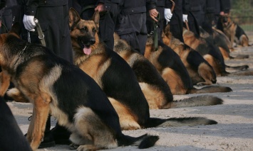 В Китае планируют клонировать полицейских собак для эффективного поиска наркотиков