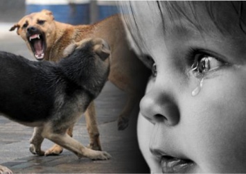 «Боже, как страшно!»: Бездомные собаки стали чаще нападать на детей - отстрел неминуем?