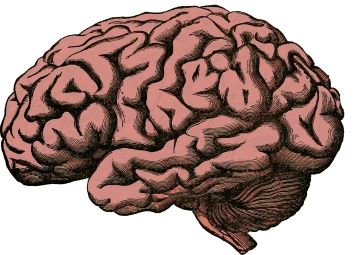Выращенный в лаборатории мини-мозг самостоятельно связался с мышцами