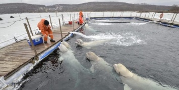 В Приморье подписано соглашение о судьбе обитателей "китовой тюрьмы"