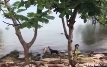 Атаку пса крупным крокодилом сняли на видео