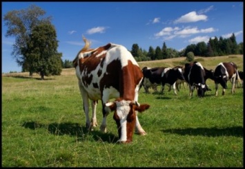 На Херсонщине женщины судились из-за пострадавшей коровы