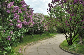 23 марта все районы Одессы украсят цветами