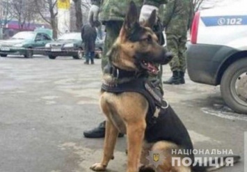 На Днепропетровщине служебный пес отыскал преступника в кустах