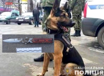 Служебный пес помог задержать в Кривом Роге злоумышленника, успевшего натворить беды с ножом