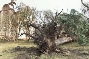 В Чернигове ураган вырывал с корнями деревья и сносил крыши