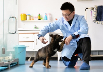 В Китае начали клонировать полицейских собак