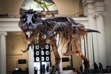 Длина канадского тираннозавра Скотти поразила ученых