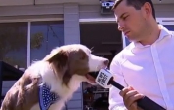 Собака испортила интервью, "съев" микрофон (видео)