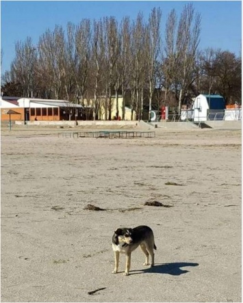 Нападают: бродячие псы на пляжах Скадовска