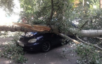 В Запорожье на автомобиль рухнуло дерево