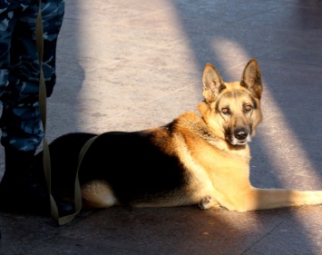 В Москве пьяный кинолог избил служебную собаку, подвесив ее к забору