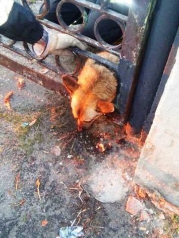 В Павлограде спасатели спасли собаку