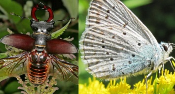 Восемь видов краснокнижных насекомых нашли на территории Кременчуга