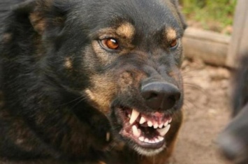 Собака, искусавшая в Николаеве 5 человек, умерла - ее останки проверят на бешенство