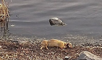 В центре Днепра нашли труп собаки с выколотыми глазами и отрубленными лапами