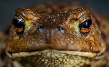Ученые установили, что бразильская жаба ищет партнеров для спаривания с помощью свечения