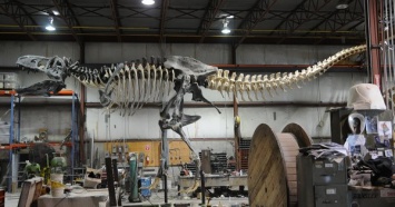 В Канаде определили останки самого большого тираннозавра
