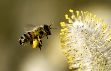 Ученые узнали состав пчелиного клея для цветочной пыльцы