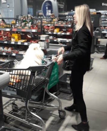 "Собака - это мой ребенок": в Днепра дама возила любимца в тележке