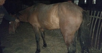 В Запорожской области в глубокий заброшенный колодец провалился конь