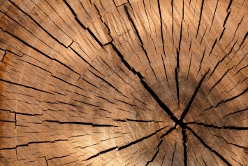 Ученые из Швеции смогли создать прозрачную древесину для строительства