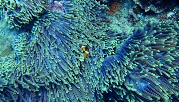 Южный коралловый риф находится в опасности