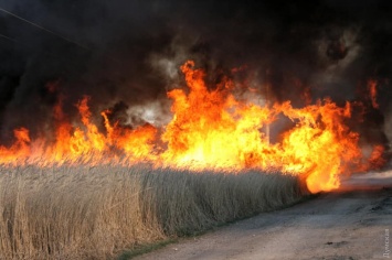 Поджог камыша вызвал масштабный пожар в заповедных плавнях и уничтожил гнезда диких птиц